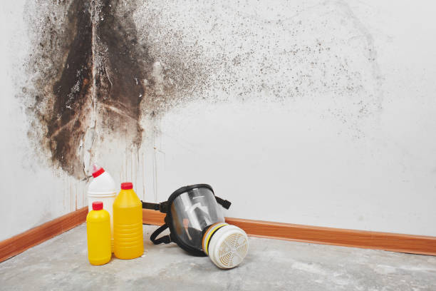 Best Mold Removal Specialists  in Clare, MI