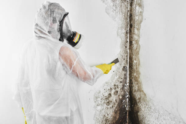 Best Commercial Mold Removal  in Clare, MI