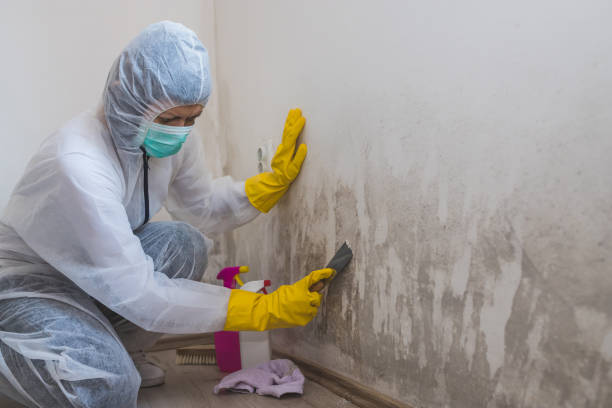 Best Toxic Mold Removal  in Clare, MI