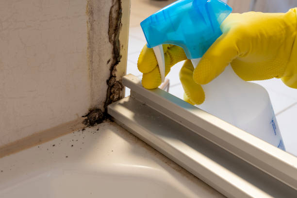 Best Office Mold Removal Services  in Clare, MI