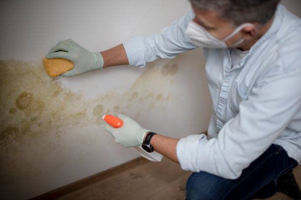 Best Mold Cleaning Services  in Clare, MI