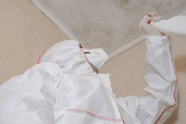 Best Fast Mold Removal  in Clare, MI