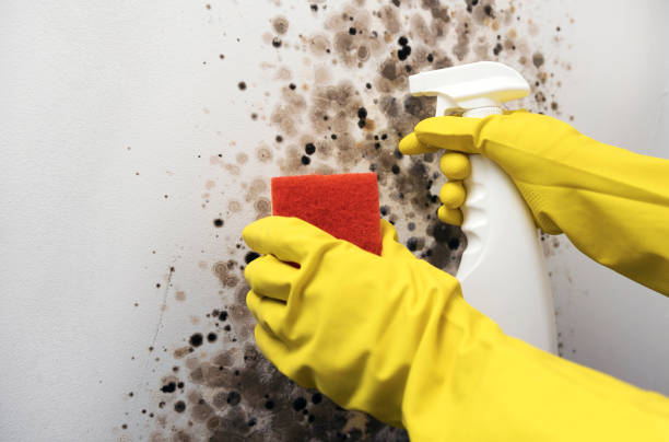 Best Mold Remediation  in Clare, MI