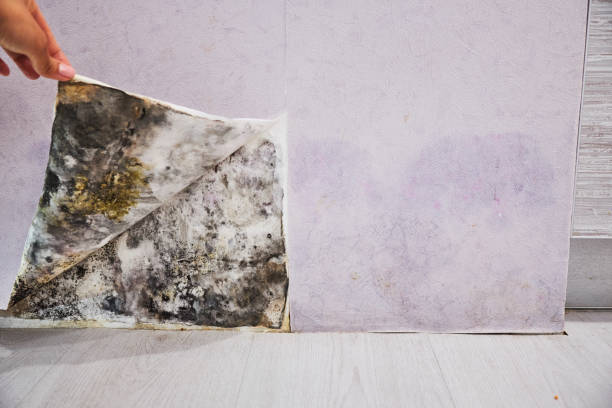Best Black Mold Removal  in Clare, MI